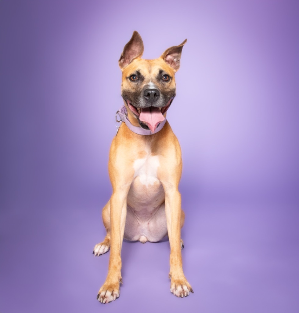 Sammy, an adoptable Boxer, Black Mouth Cur in Fort Lauderdale, FL, 33304 | Photo Image 5