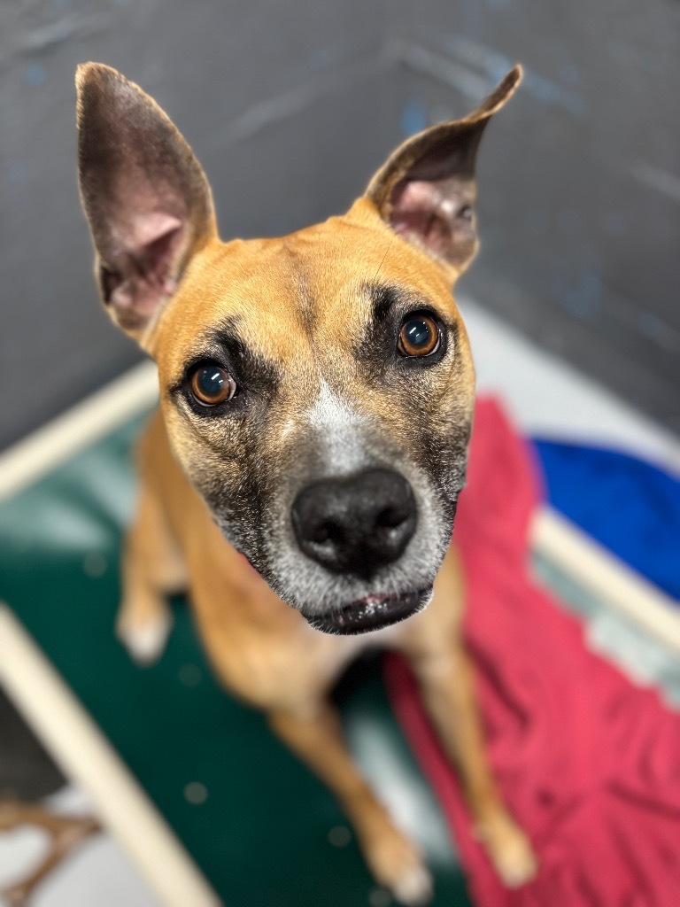 Sammy, an adoptable Boxer, Black Mouth Cur in Fort Lauderdale, FL, 33304 | Photo Image 5