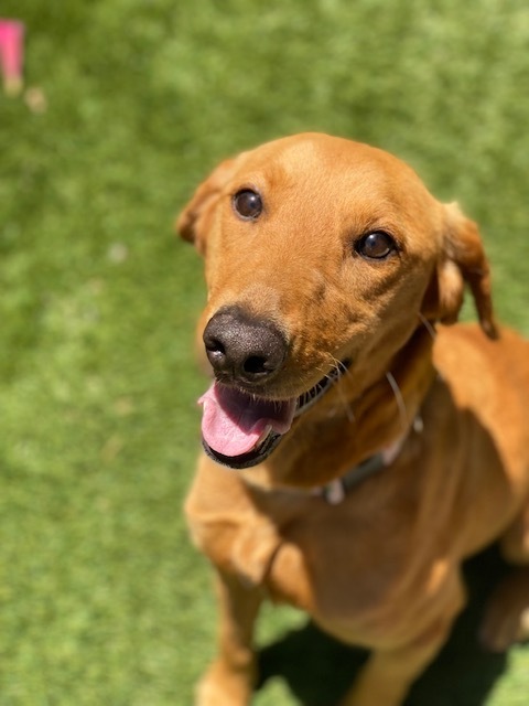 Sadie, an adopted Golden Retriever & Labrador Retriever Mix in Coronado, CA_image-2