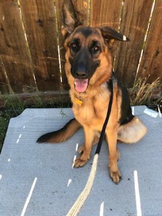 XENA , an adoptable German Shepherd Dog in Pittsburg, CA, 94565 | Photo Image 3