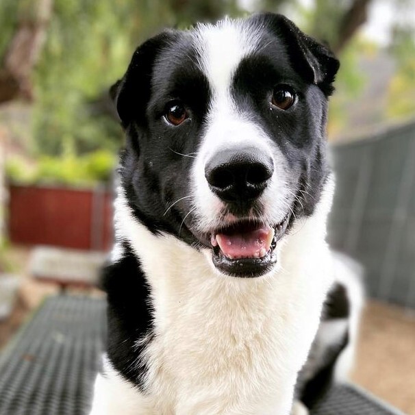 how big do border collies mixes get