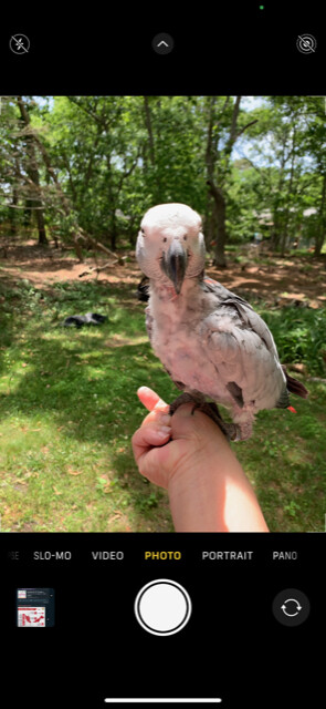 Big Bird, an adopted African Grey in North Babylon, NY_image-1