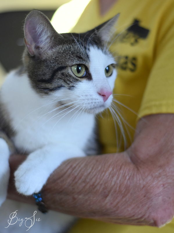 Big Sis, an adoptable Domestic Short Hair in Montgomery, TX, 77316 | Photo Image 1