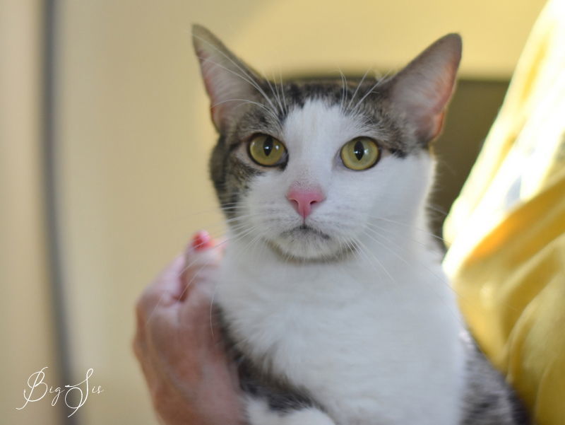 Big Sis, an adoptable Domestic Short Hair in Montgomery, TX, 77316 | Photo Image 2