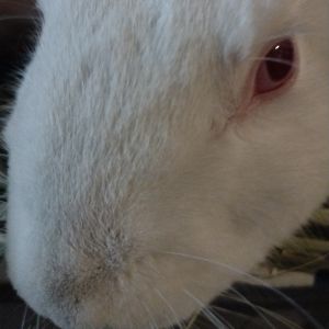 Cotton