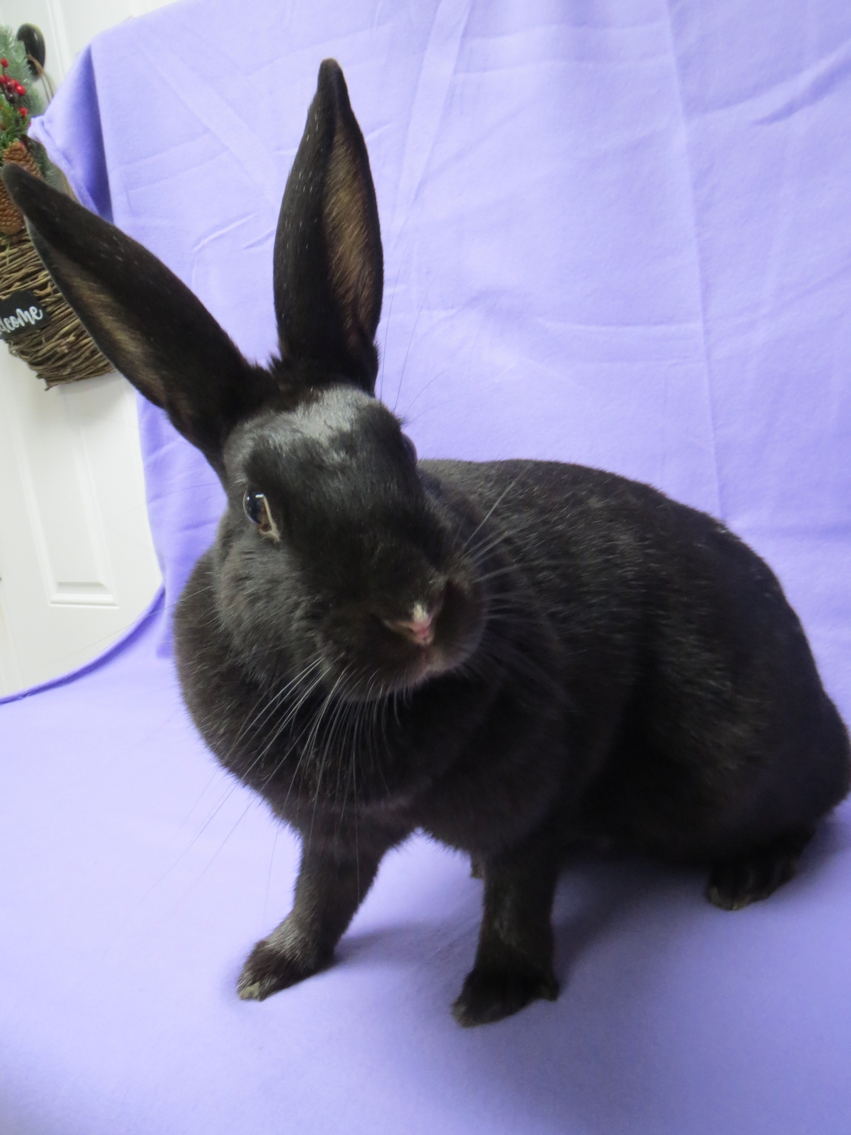 Rabbit for adoption - Winifred, a Bunny Rabbit in Harrisburg, PA ...