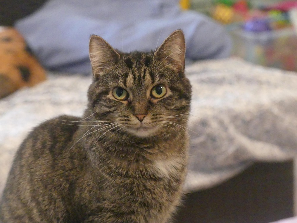 Nadia, an adoptable Domestic Short Hair in New Cumberland, WV, 26047 | Photo Image 1