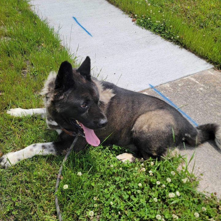 Dog for adoption - Onyx, an Akita in Chesapeake, VA | Petfinder