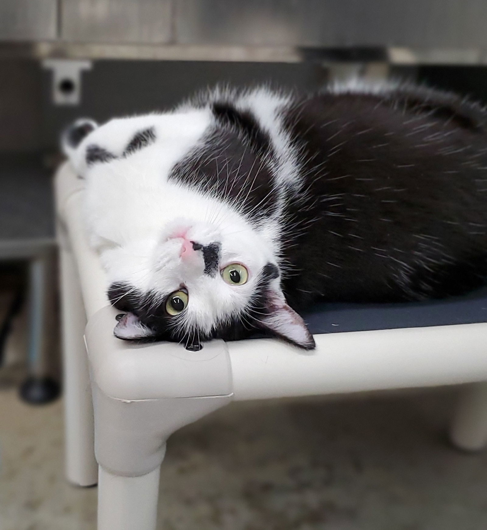 Sir Nala, an adoptable Domestic Short Hair in Estherville, IA, 51334 | Photo Image 2