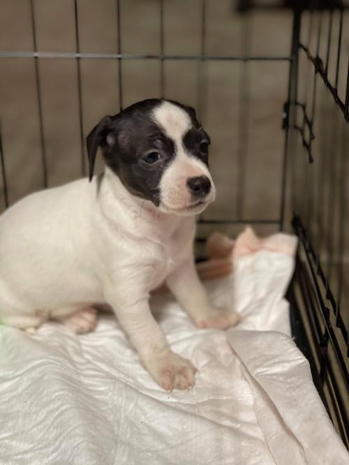 Dog For Adoption Zolo A Small Breed Puppy A Chihuahua Rat Terrier Mix In Arlington Wa Petfinder