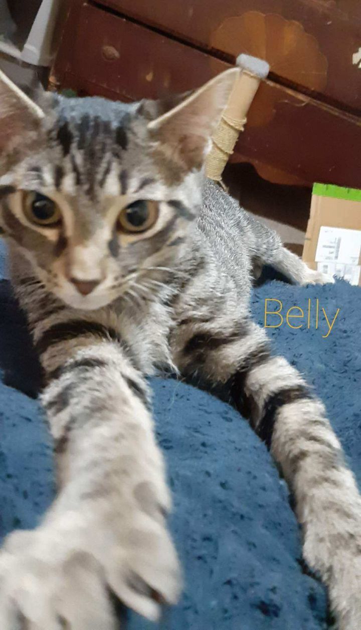 Belly- such a cutie! 2