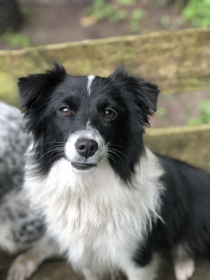 Dog For Adoption Pending Little Bear Aussie X An Australian Shepherd Border Collie Mix In Remus Mi Petfinder