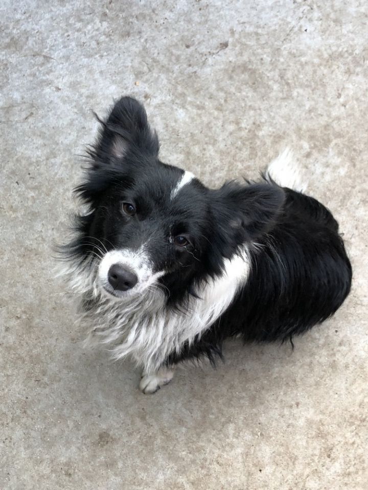 Dog For Adoption Aussie Mix Little Bear Dog Sport Candidate An Australian Shepherd Border Collie Mix In Remus Mi Petfinder