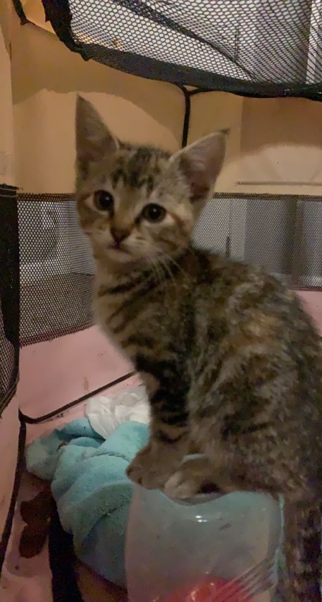 Lydia