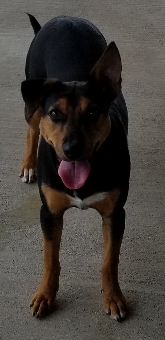 Sheena, an adoptable Beagle, Miniature Pinscher in Anna, IL, 62906 | Photo Image 1