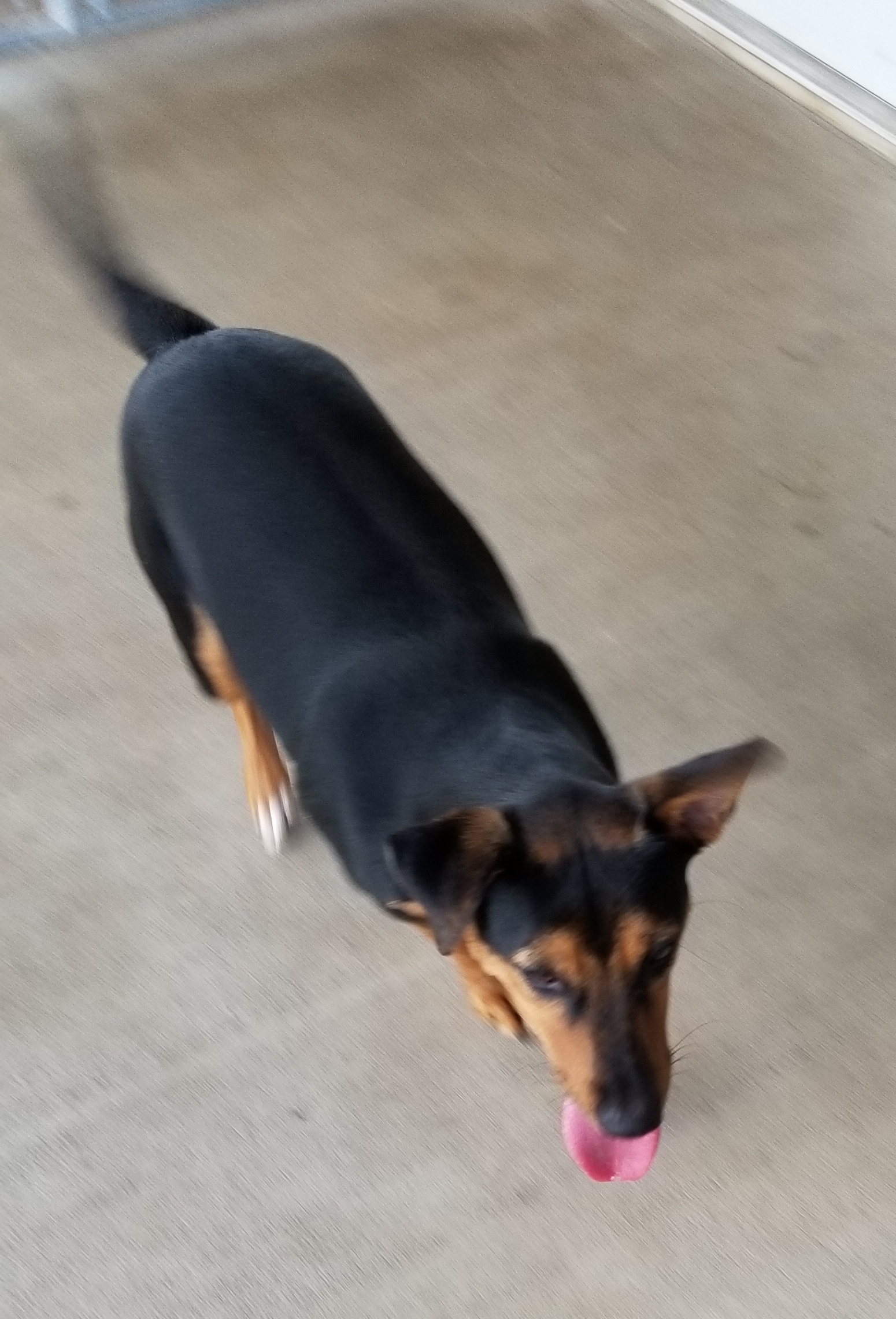 Sheena, an adoptable Beagle, Miniature Pinscher in Anna, IL, 62906 | Photo Image 3