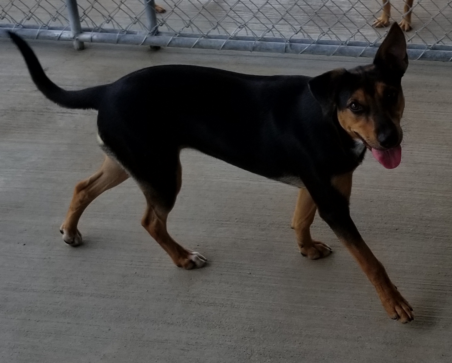 Sheena, an adoptable Beagle, Miniature Pinscher in Anna, IL, 62906 | Photo Image 4