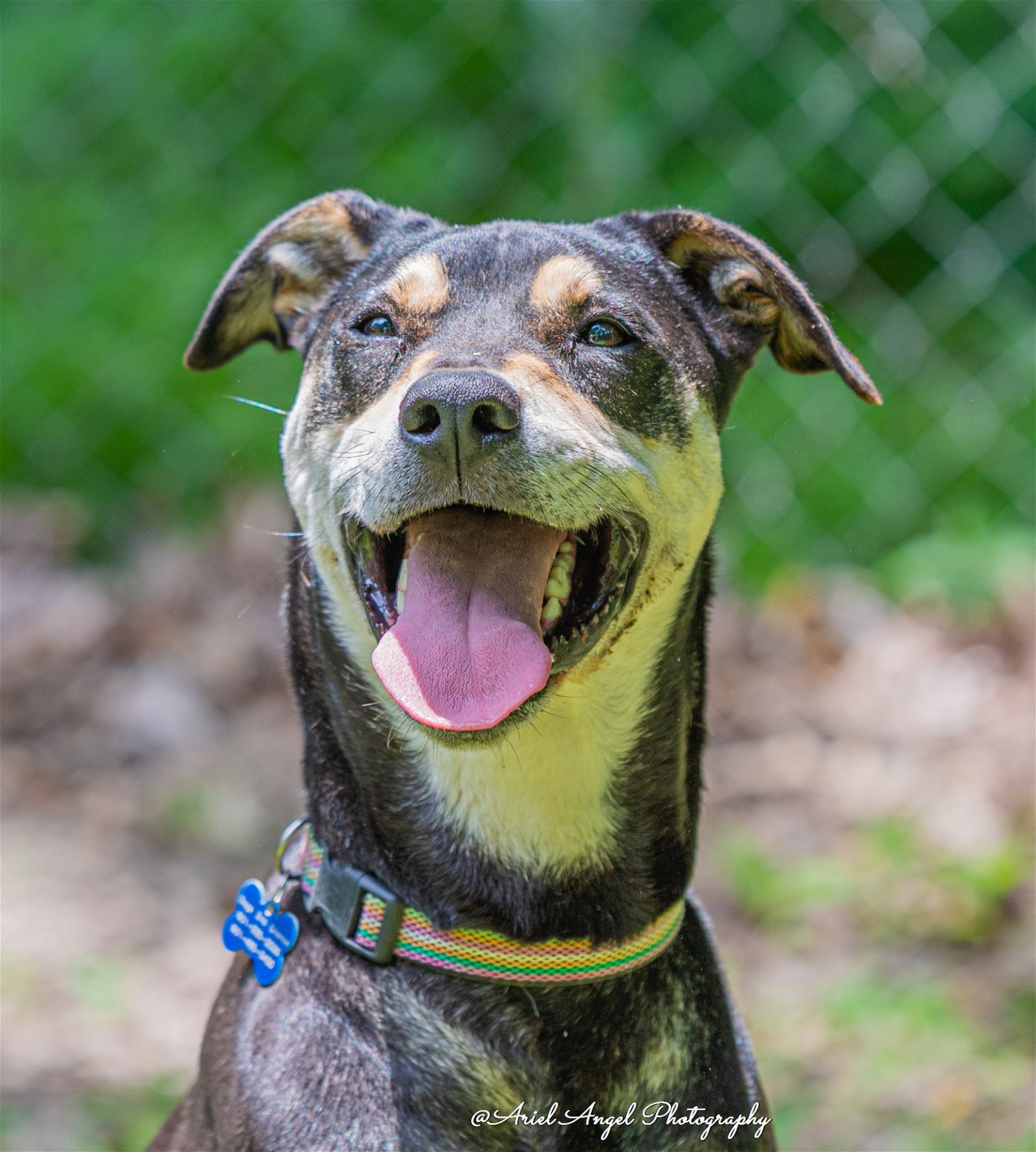 DeBo, an adoptable Hound, Rottweiler in Munford, TN, 38058 | Photo Image 1