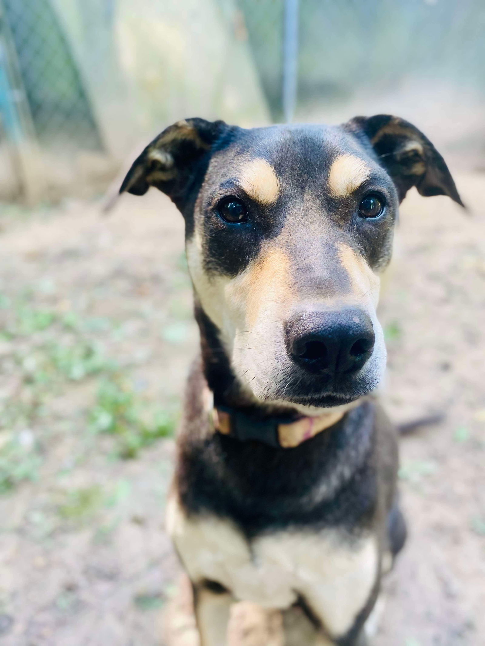 DeBo, an adoptable Hound, Rottweiler in Munford, TN, 38058 | Photo Image 1