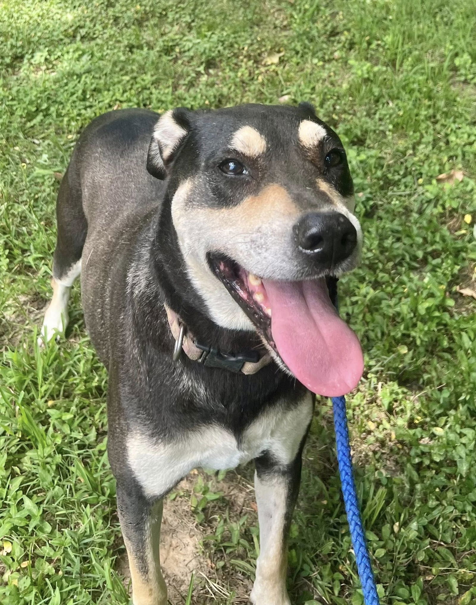 DeBo, an adoptable Hound, Rottweiler in Munford, TN, 38058 | Photo Image 1