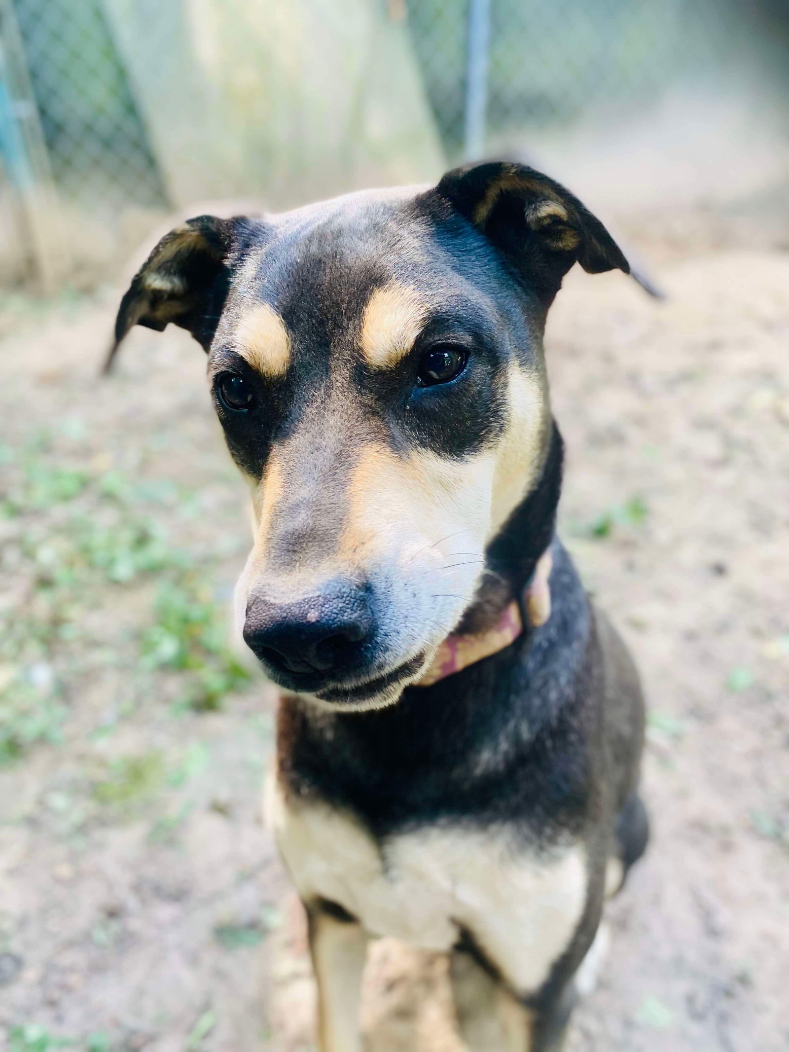 DeBo, an adoptable Hound, Rottweiler in Munford, TN, 38058 | Photo Image 2