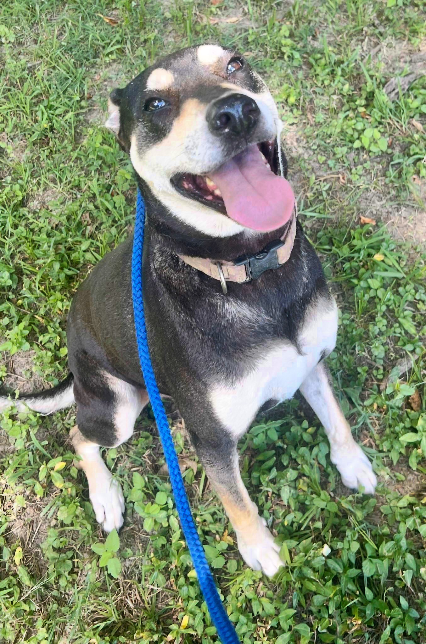 DeBo, an adoptable Hound, Rottweiler in Munford, TN, 38058 | Photo Image 2