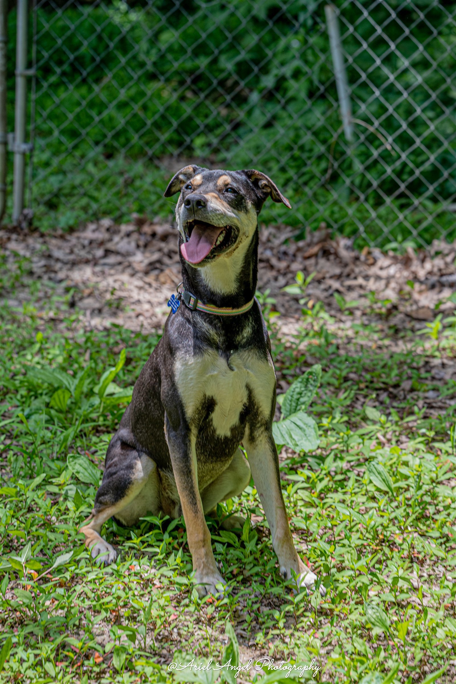 Andy aka Dee Boo, an adoptable Hound, Pit Bull Terrier in Munford, TN, 38058 | Photo Image 3