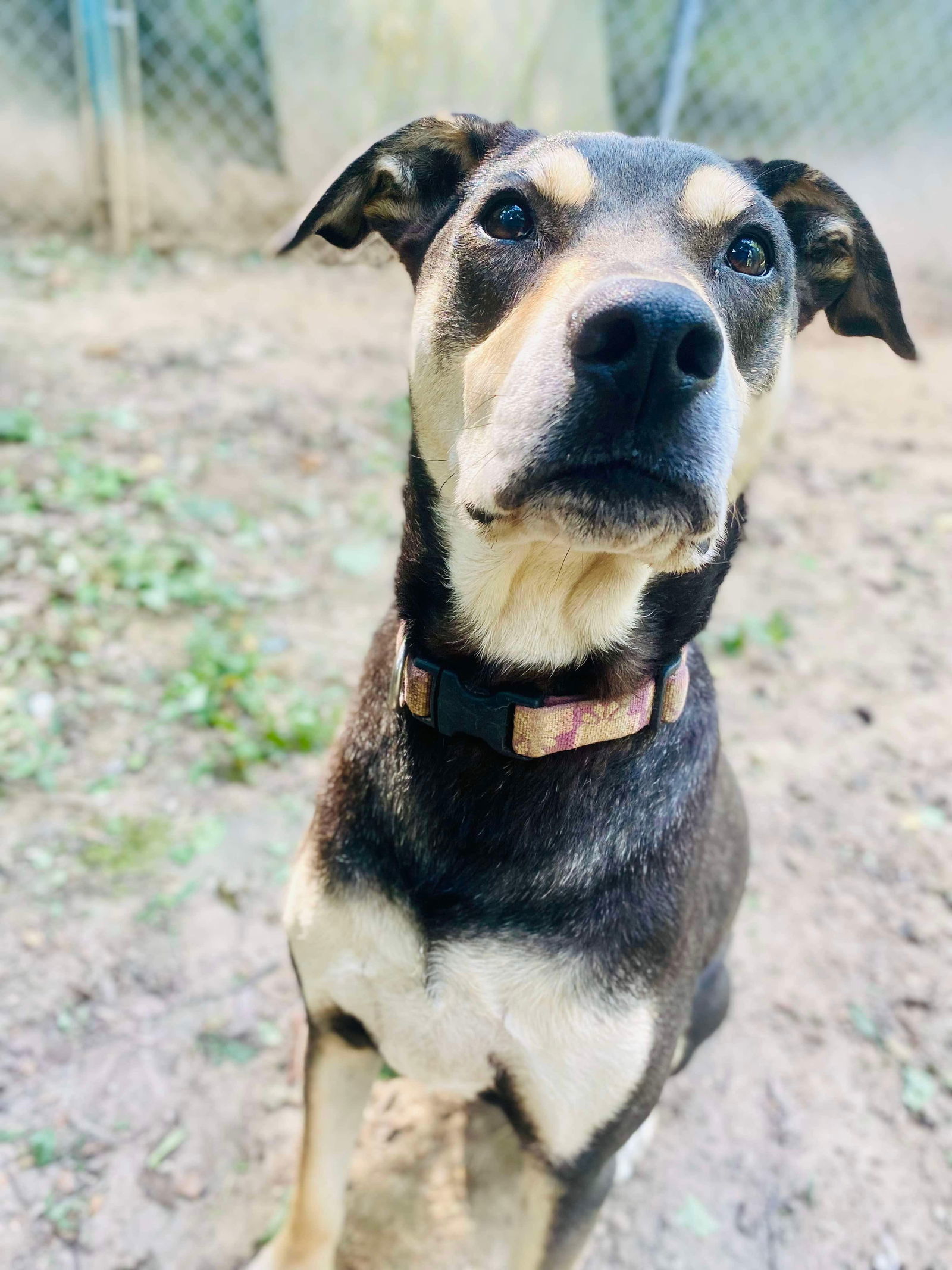 DeBo, an adoptable Hound, Rottweiler in Munford, TN, 38058 | Photo Image 3