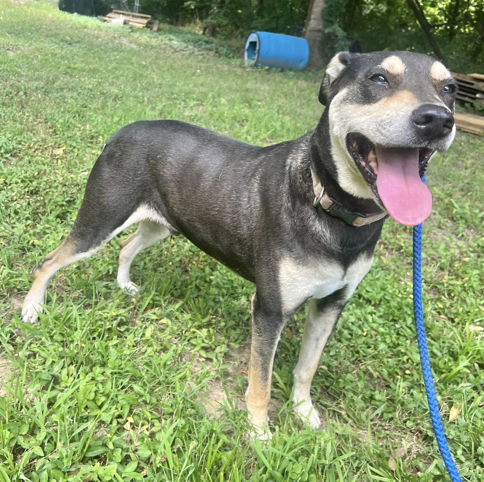 DeBo, an adoptable Hound, Rottweiler in Munford, TN, 38058 | Photo Image 3