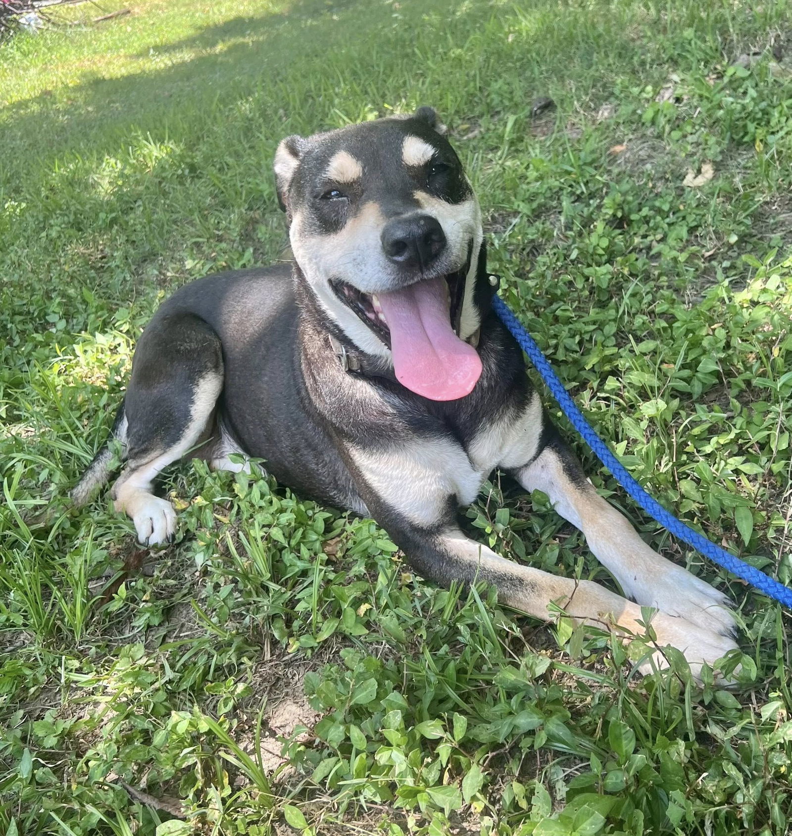 DeBo, an adoptable Hound, Rottweiler in Munford, TN, 38058 | Photo Image 3