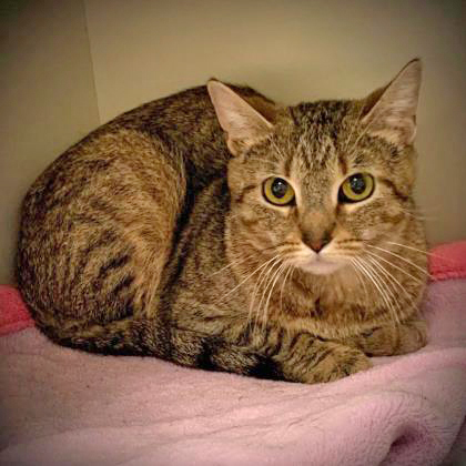 Tigger, an adoptable Domestic Short Hair in Portsmouth, OH, 45662 | Photo Image 2