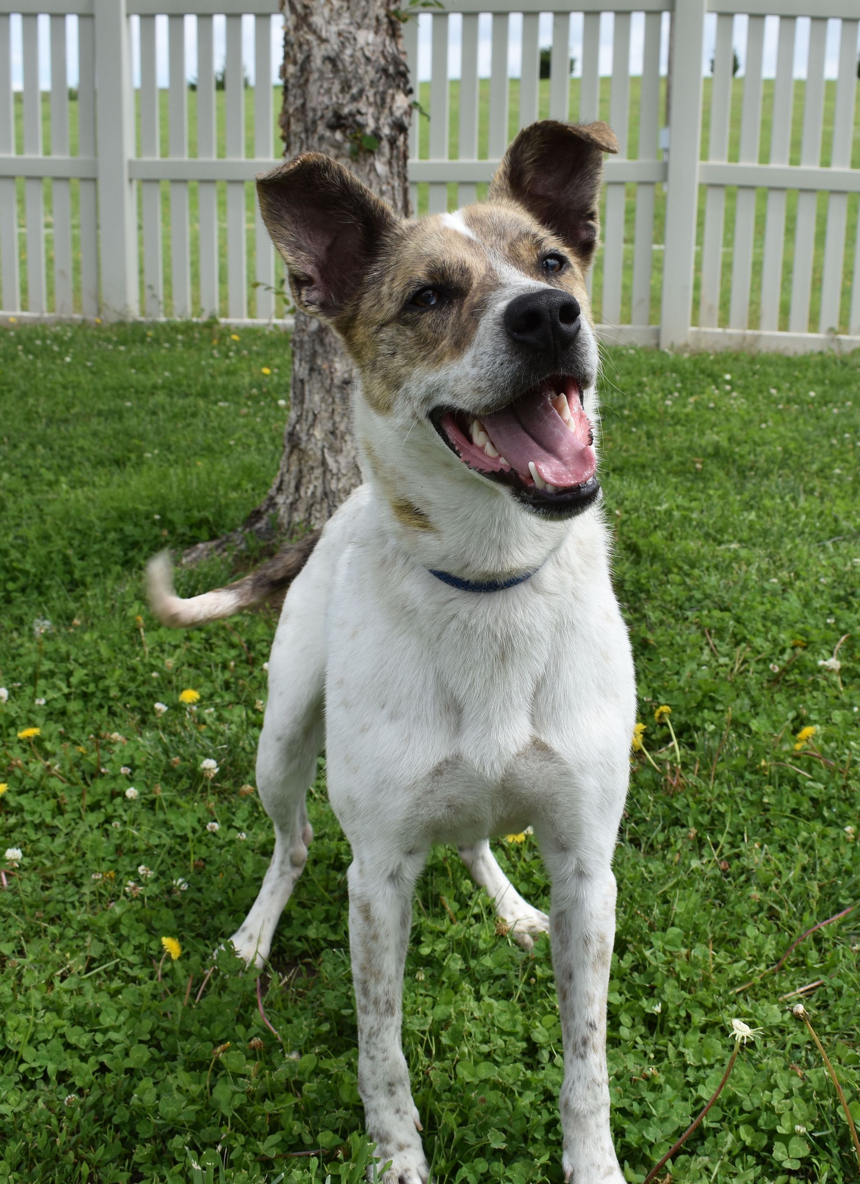Solo, an adoptable Cattle Dog in Auburn, NE, 68305 | Photo Image 2