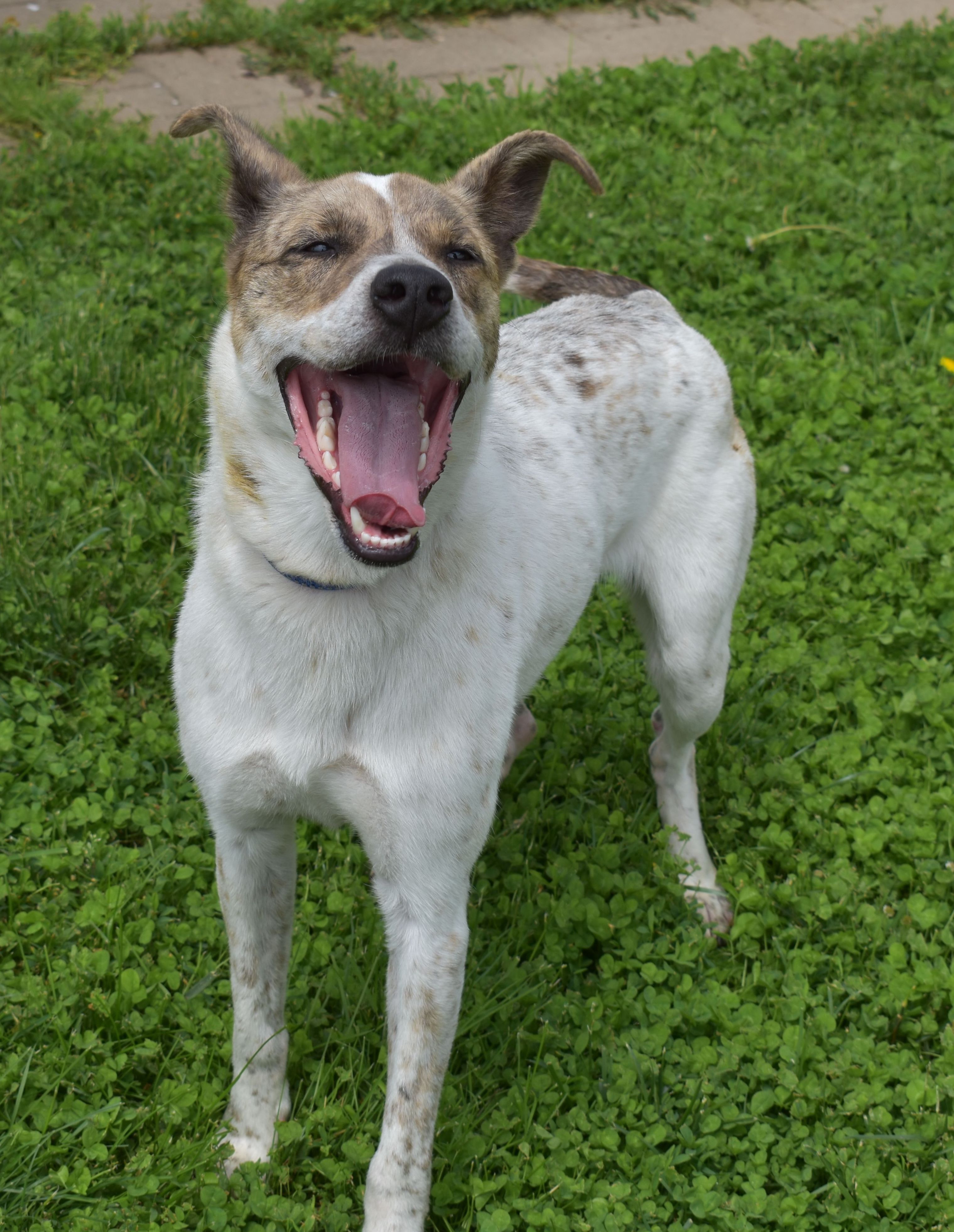 Solo, an adoptable Cattle Dog in Auburn, NE, 68305 | Photo Image 3