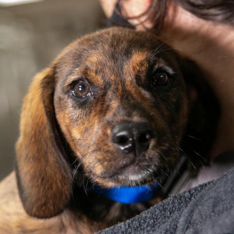 Dog For Adoption Ny Jagger Available Now A Hound Mix In Danbury Ct Petfinder