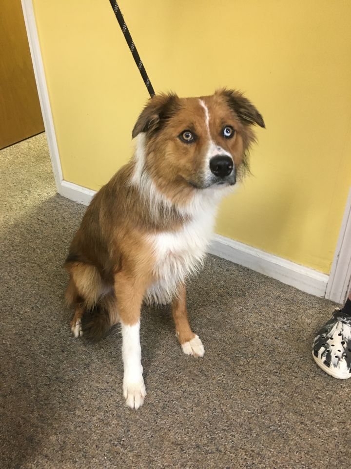 Dog For Adoption Caspan An Australian Shepherd Border Collie Mix In Paris Ky Petfinder
