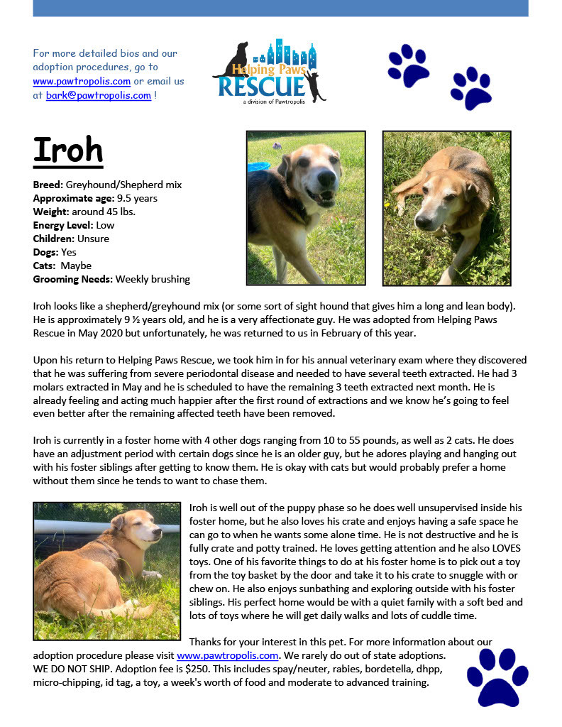 Iroh, an adoptable Shepherd, Greyhound in Bogart, GA, 30622 | Photo Image 1