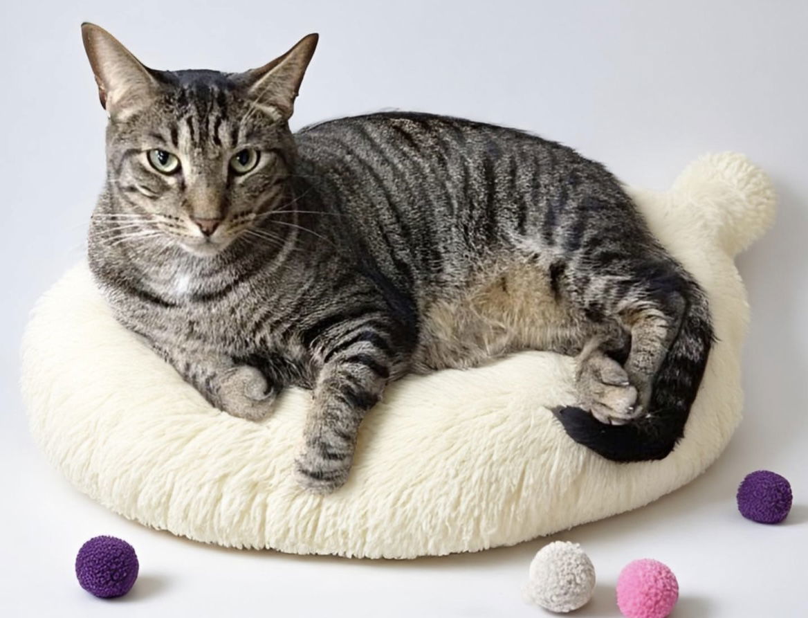 Americo, an adoptable Domestic Short Hair in Margate, FL, 33068 | Photo Image 1