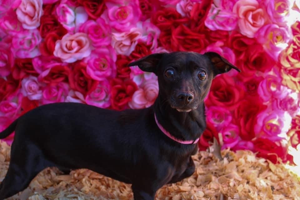 Selena, an adoptable Dachshund, Chihuahua in Troy, AL, 36081 | Photo Image 1