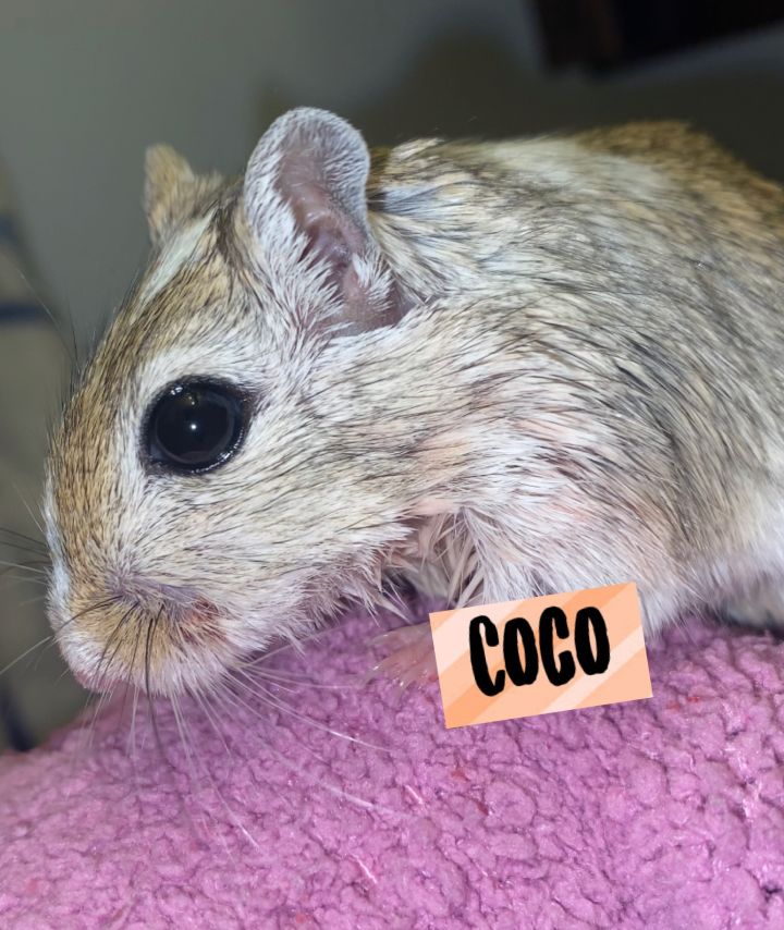 Coco 2