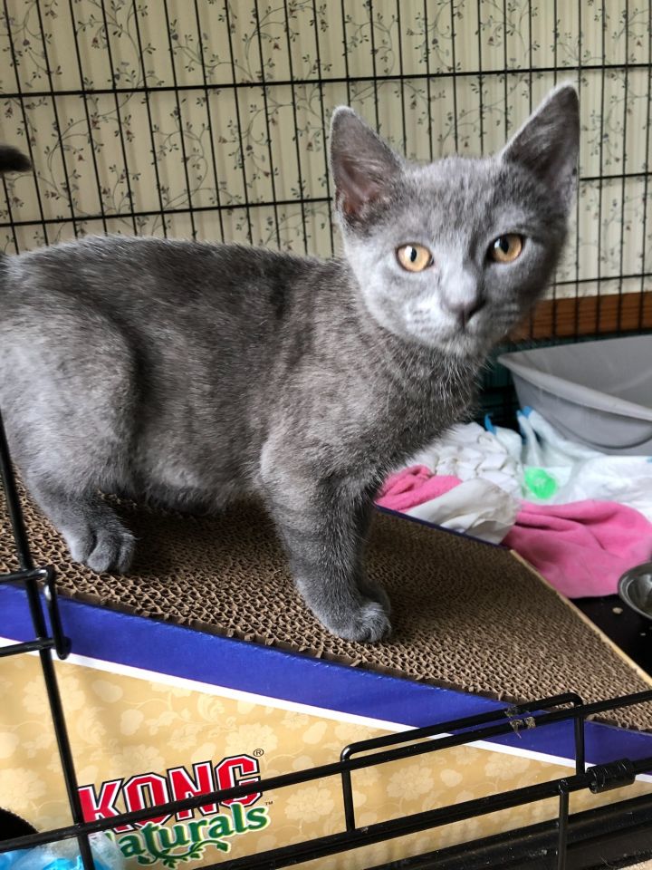 Short hair best sale russian blue kittens