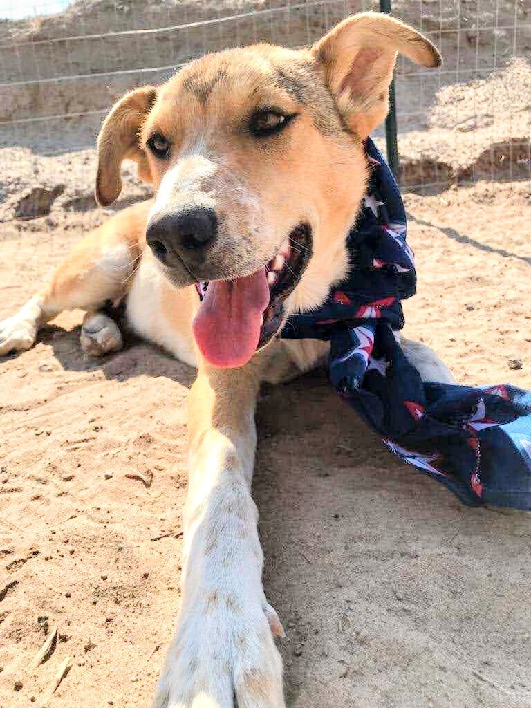 AIDEN, an adoptable Cattle Dog in Pena Blanca, NM, 87041 | Photo Image 1