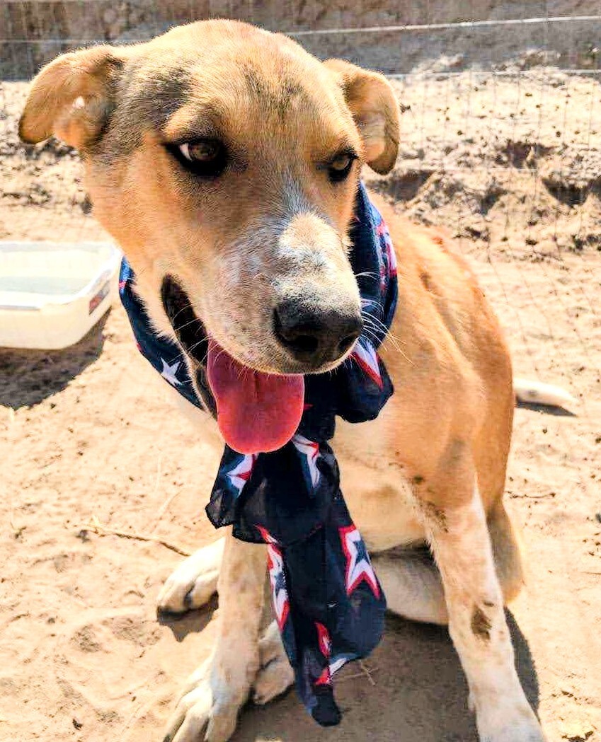 AIDEN, an adoptable Cattle Dog in Pena Blanca, NM, 87041 | Photo Image 2