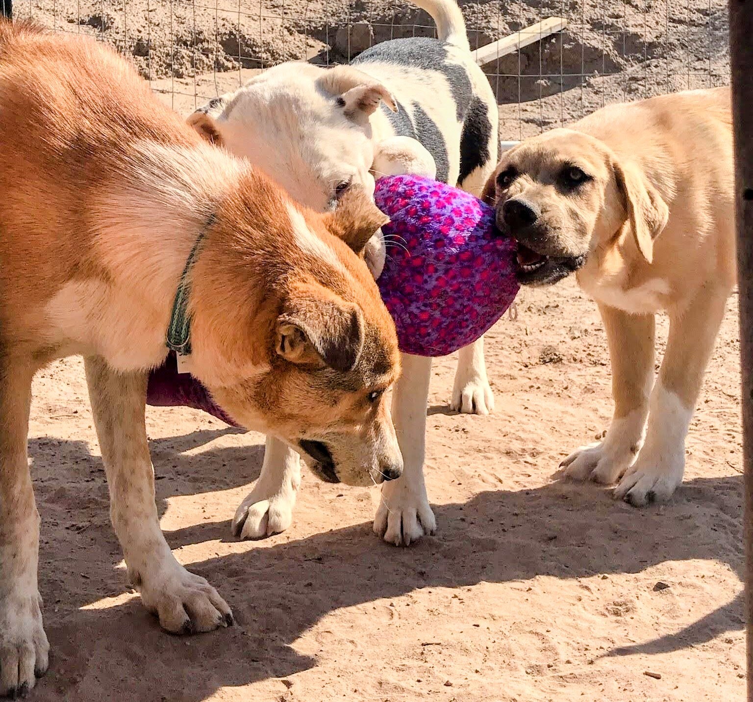 AIDEN, an adoptable Cattle Dog in Pena Blanca, NM, 87041 | Photo Image 4