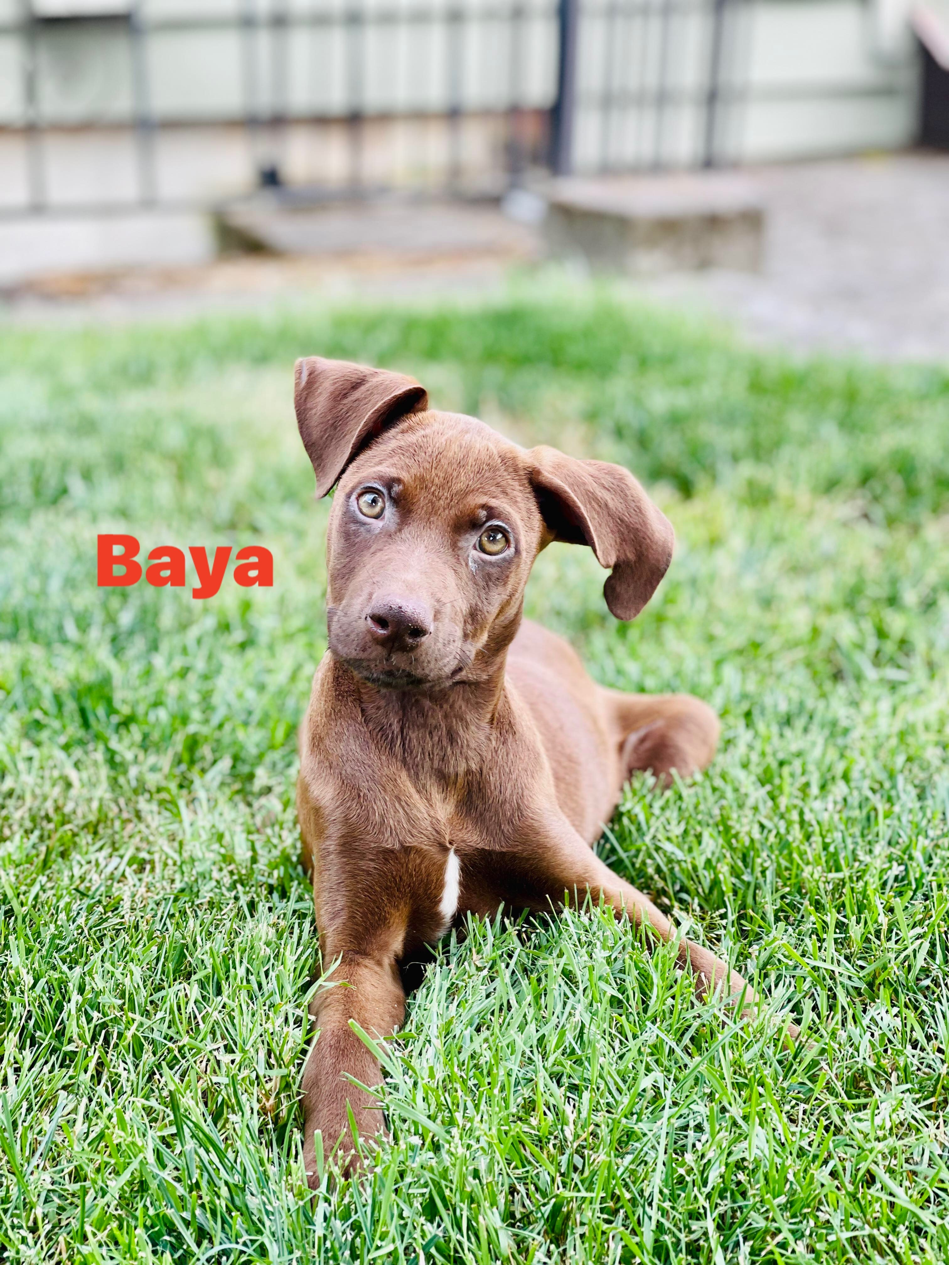 Dog For Adoption Baya A Chocolate Labrador Retriever Labrador Retriever Mix In Oregon City Or Petfinder