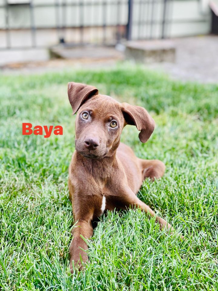 Dog For Adoption Baya A Chocolate Labrador Retriever Labrador Retriever Mix In Oregon City Or Petfinder