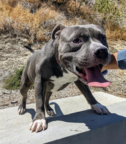I1351595, an adoptable Pit Bull Terrier in Pomona, CA, 91766 | Photo Image 1
