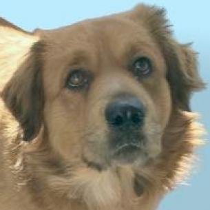 Dog For Adoption Copper A Golden Retriever Mix In Colorado Springs Co Petfinder