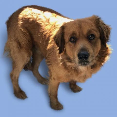 Dog For Adoption Copper A Golden Retriever Mix In Colorado Springs Co Petfinder