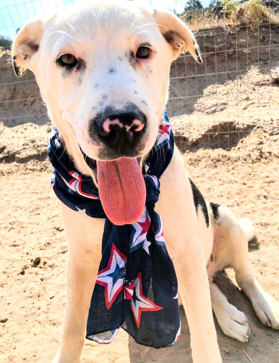 ROLLO POLLO, an adoptable Labrador Retriever, Catahoula Leopard Dog in Pena Blanca, NM, 87041 | Photo Image 1