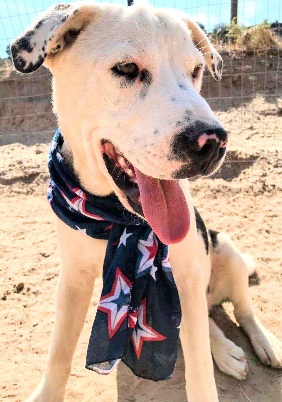 ROLLO POLLO, an adoptable Labrador Retriever, Catahoula Leopard Dog in Pena Blanca, NM, 87041 | Photo Image 2